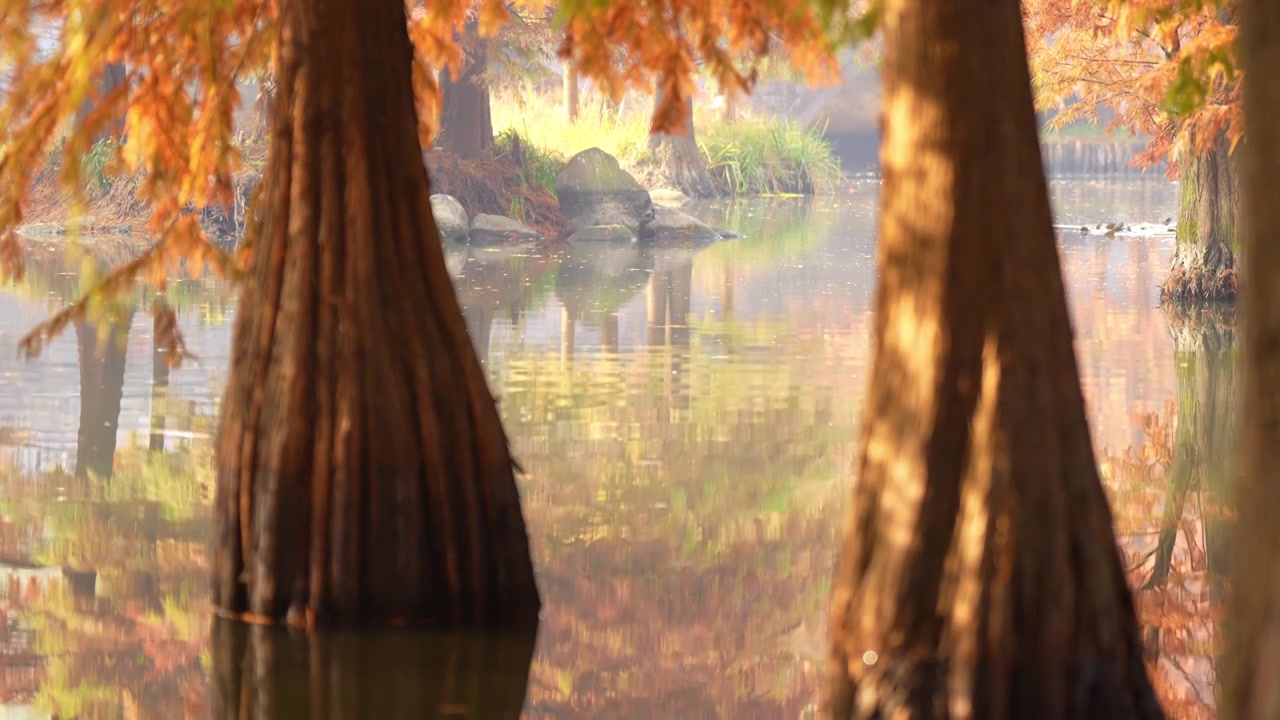 秋天南京钟山风景区 燕雀湖 池杉林 水鸟视频素材