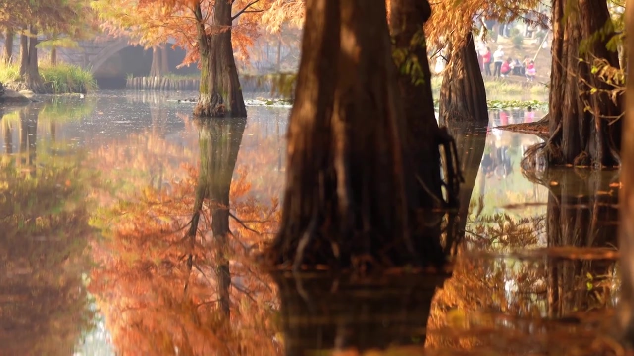 秋天南京钟山风景区 燕雀湖 池杉林 水鸟视频素材