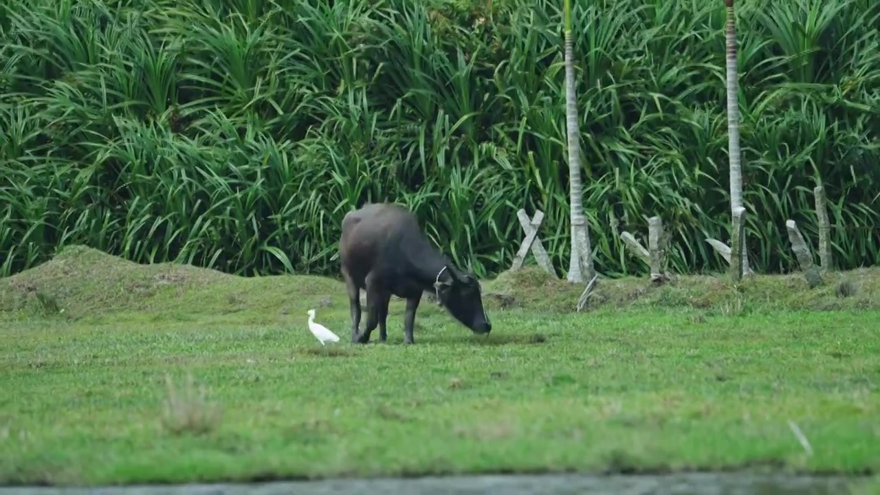 热带湿地牧场牛群视频下载