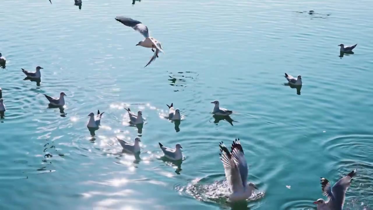 云南大理洱海海鸥视频素材