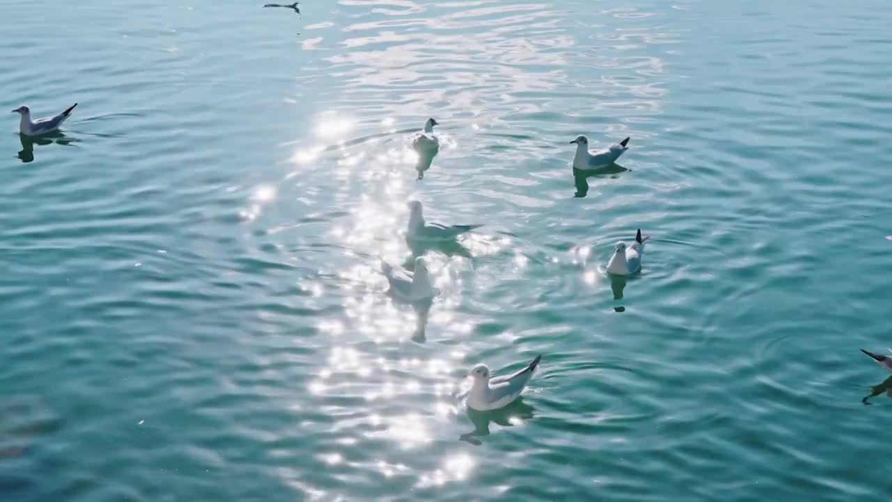 云南大理洱海海鸥视频素材