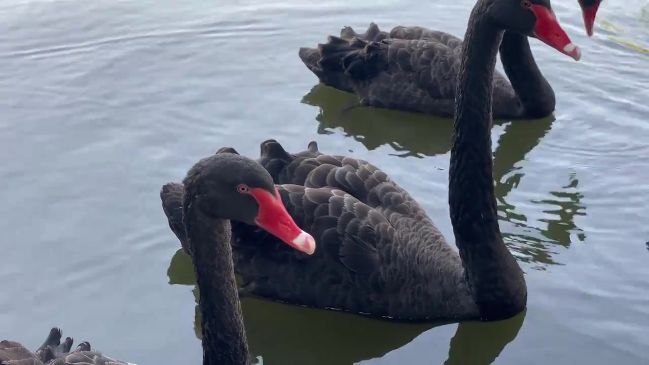 一群黑天鹅在湖里游泳黑天鹅群背景视频下载