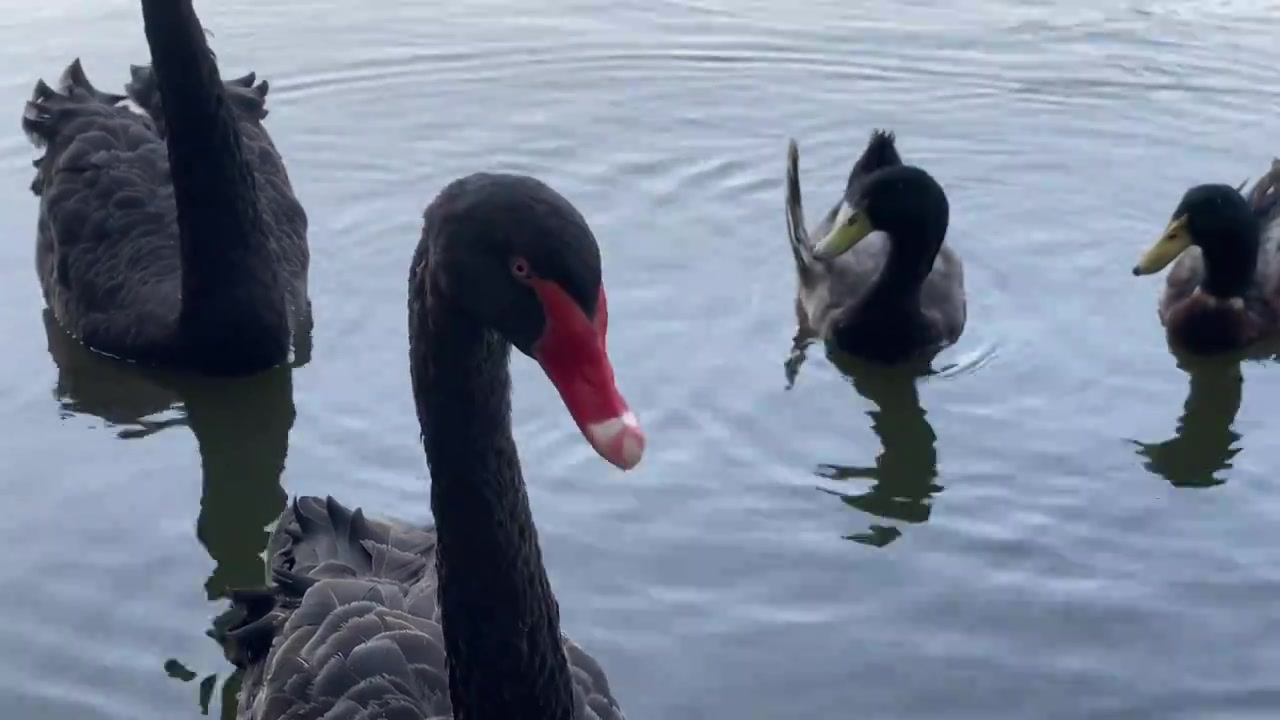 一群黑天鹅在湖里游泳黑天鹅群背景视频下载