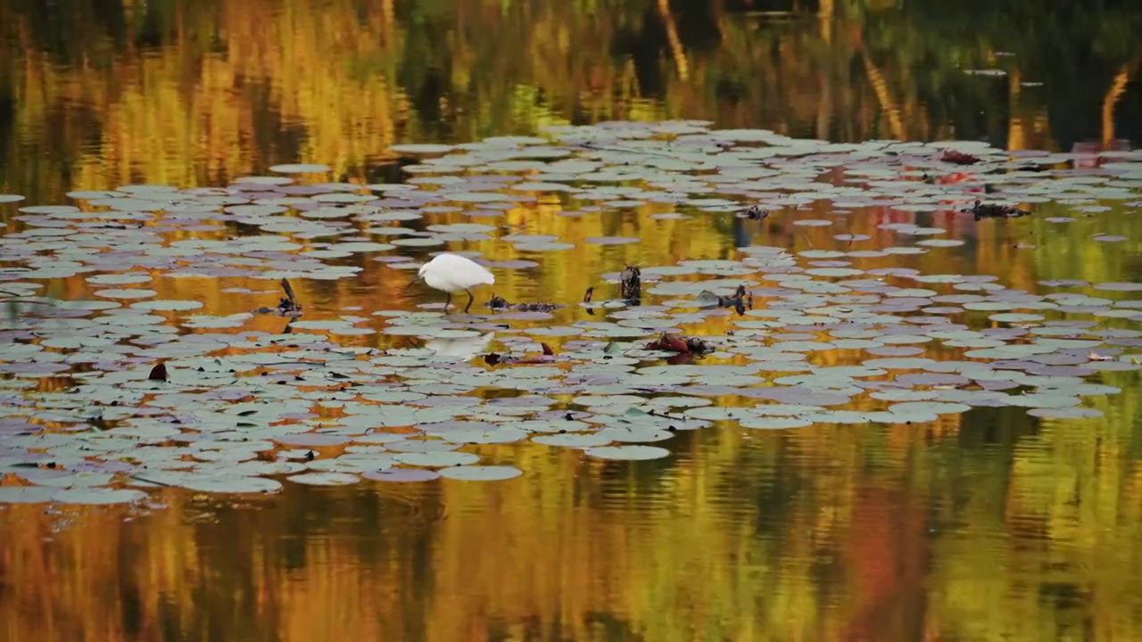 秋季紫金山湖面栖息的白鹭视频下载