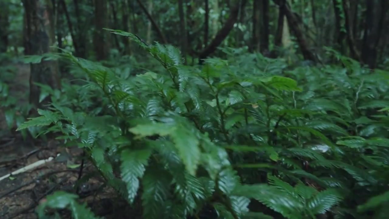 森林雨水下雨雨滴热带雨林视频素材