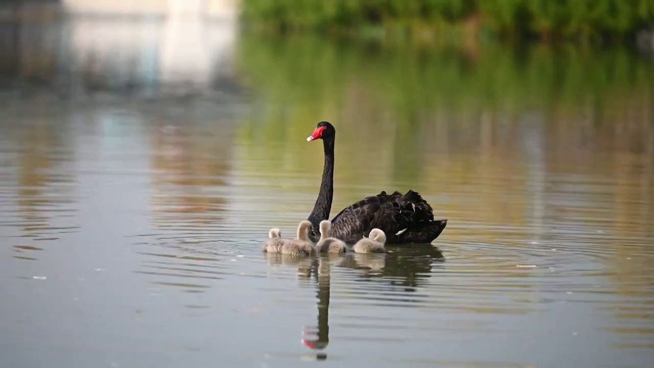 野生黑天鹅和四只刚孵化出来的小天鹅在水中游泳视频下载