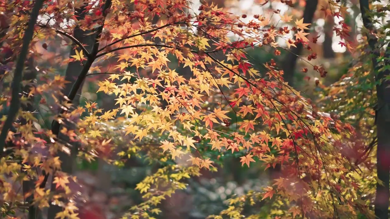 秋日阳光下唯美的枫叶视频下载