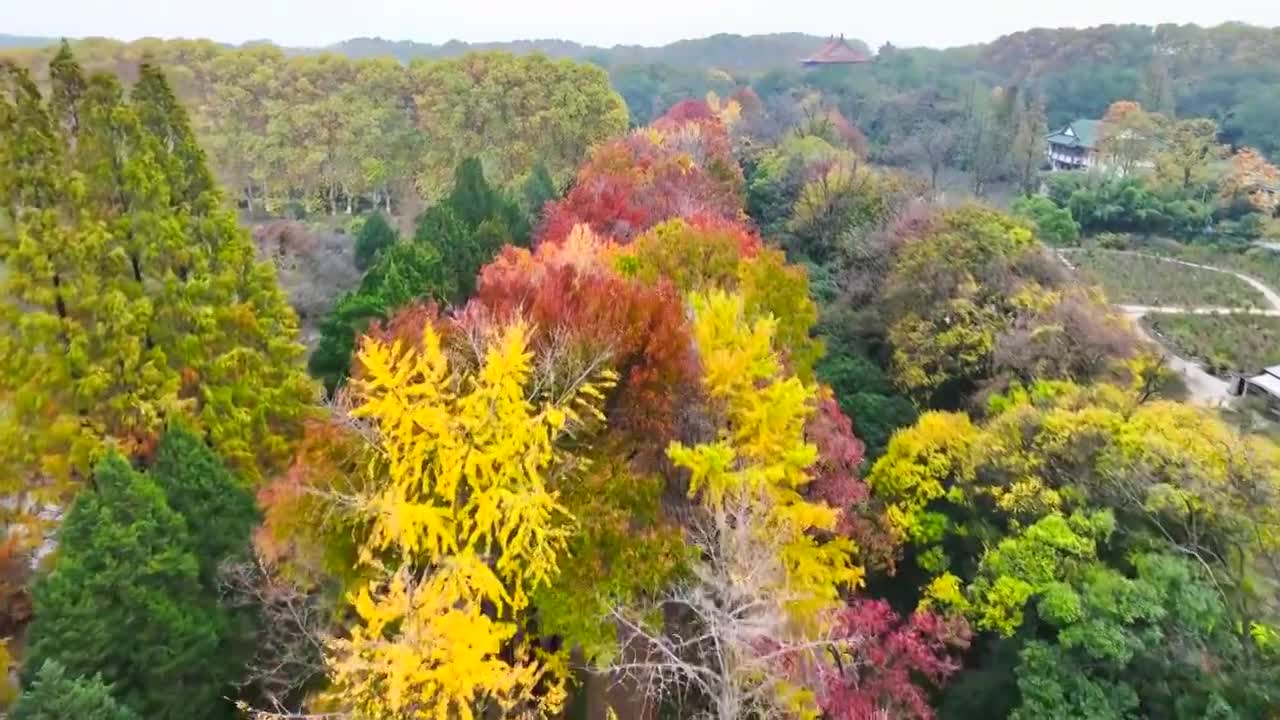 【5分钟】秋天风景 明孝陵石像路视频下载