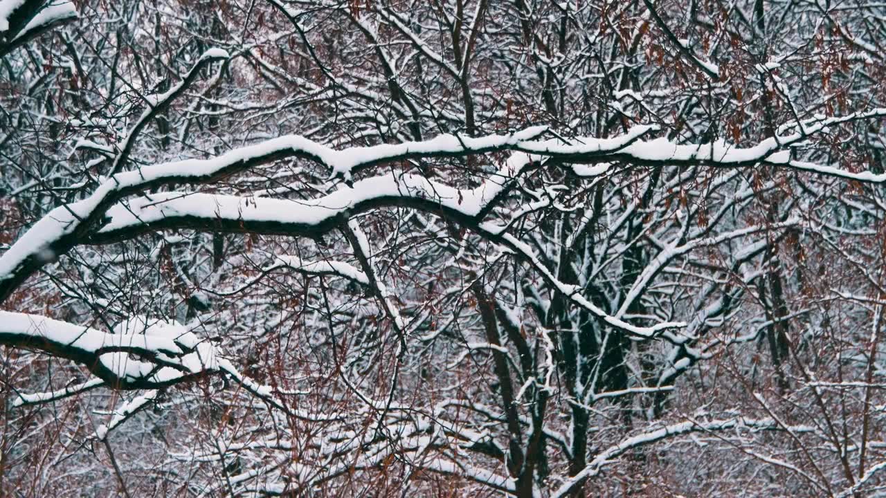 白雪皑皑银装素裹的冬天视频下载