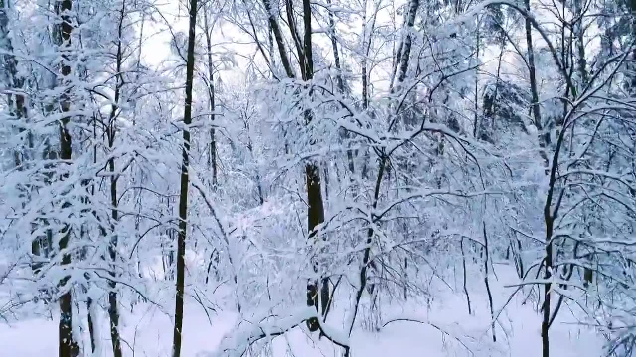 白雪皑皑银装素裹的冬天视频下载