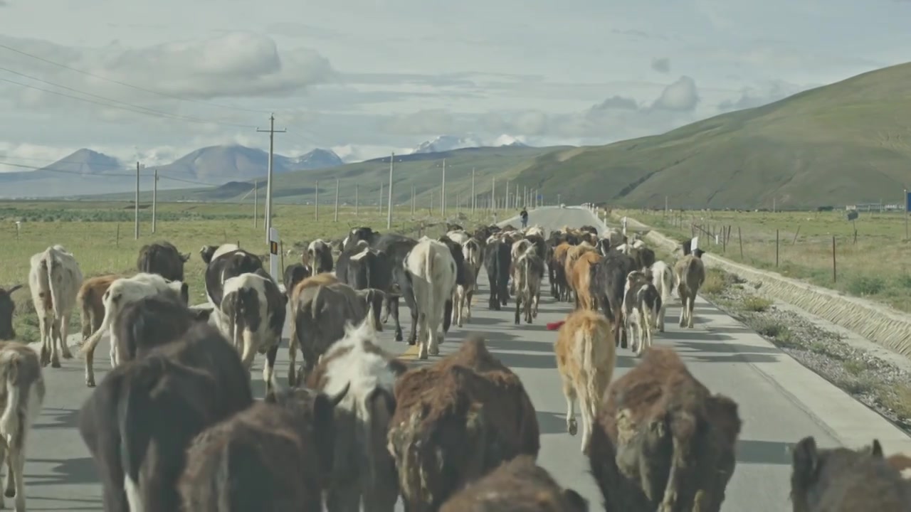 白昼的高原牦牛视频下载