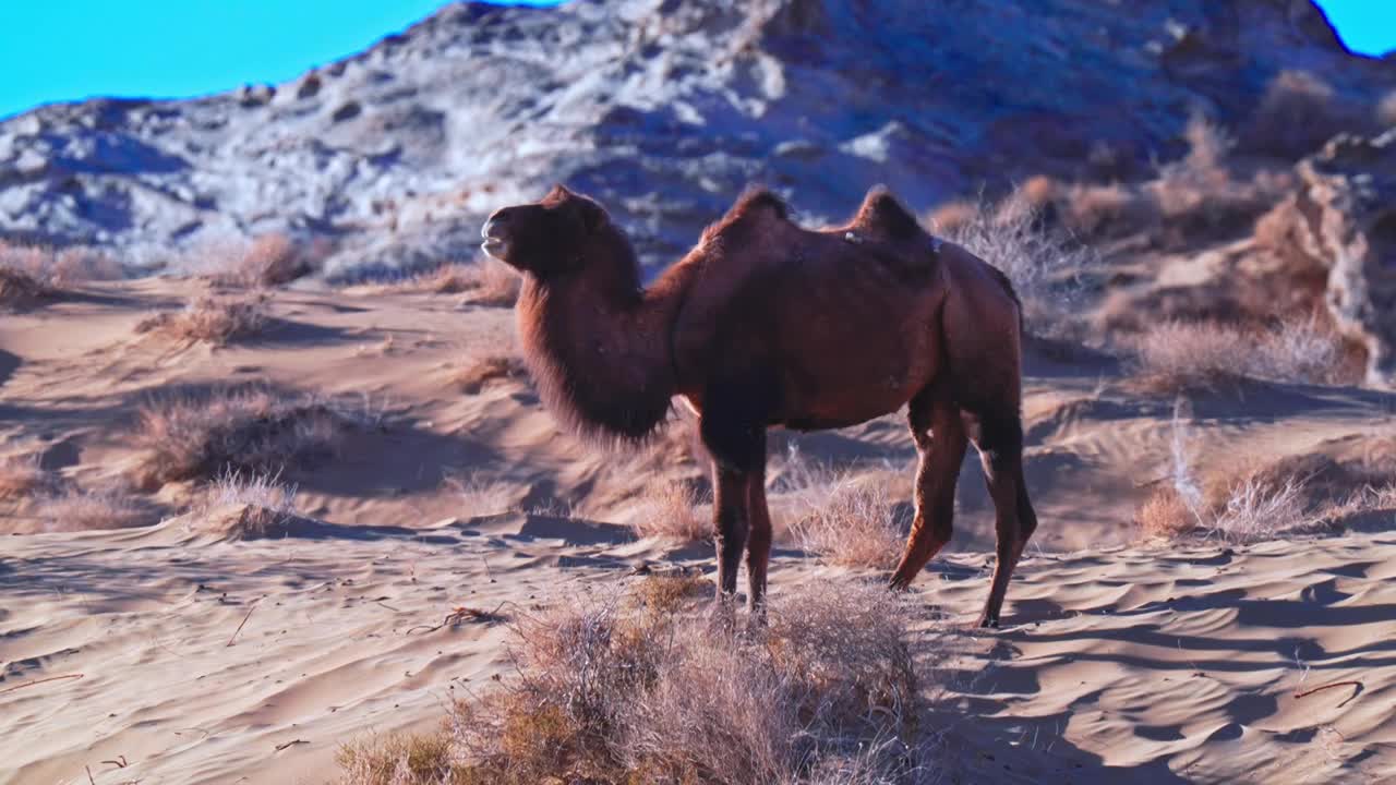 野骆驼 罗布泊视频下载