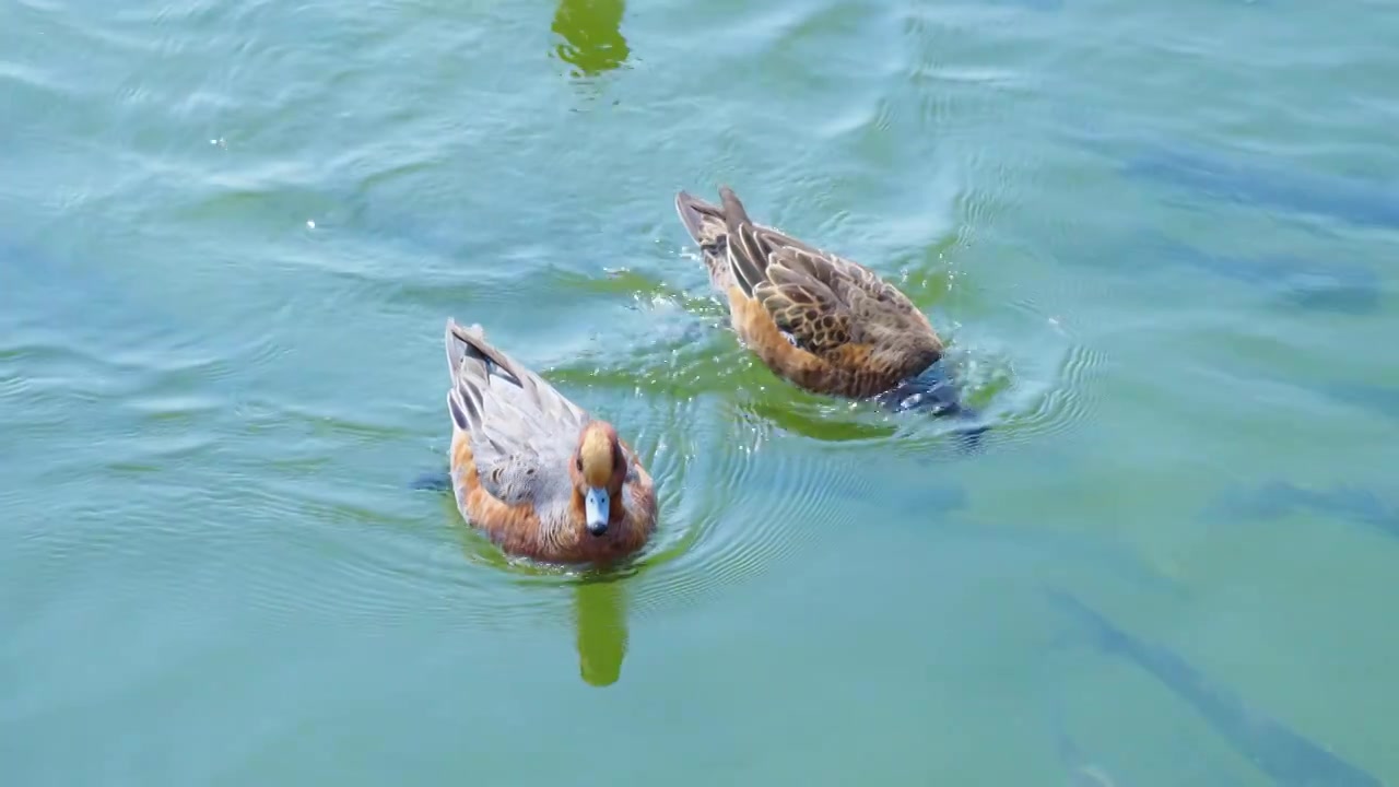 深圳湾公园的赤颈鸭在水里游泳视频下载