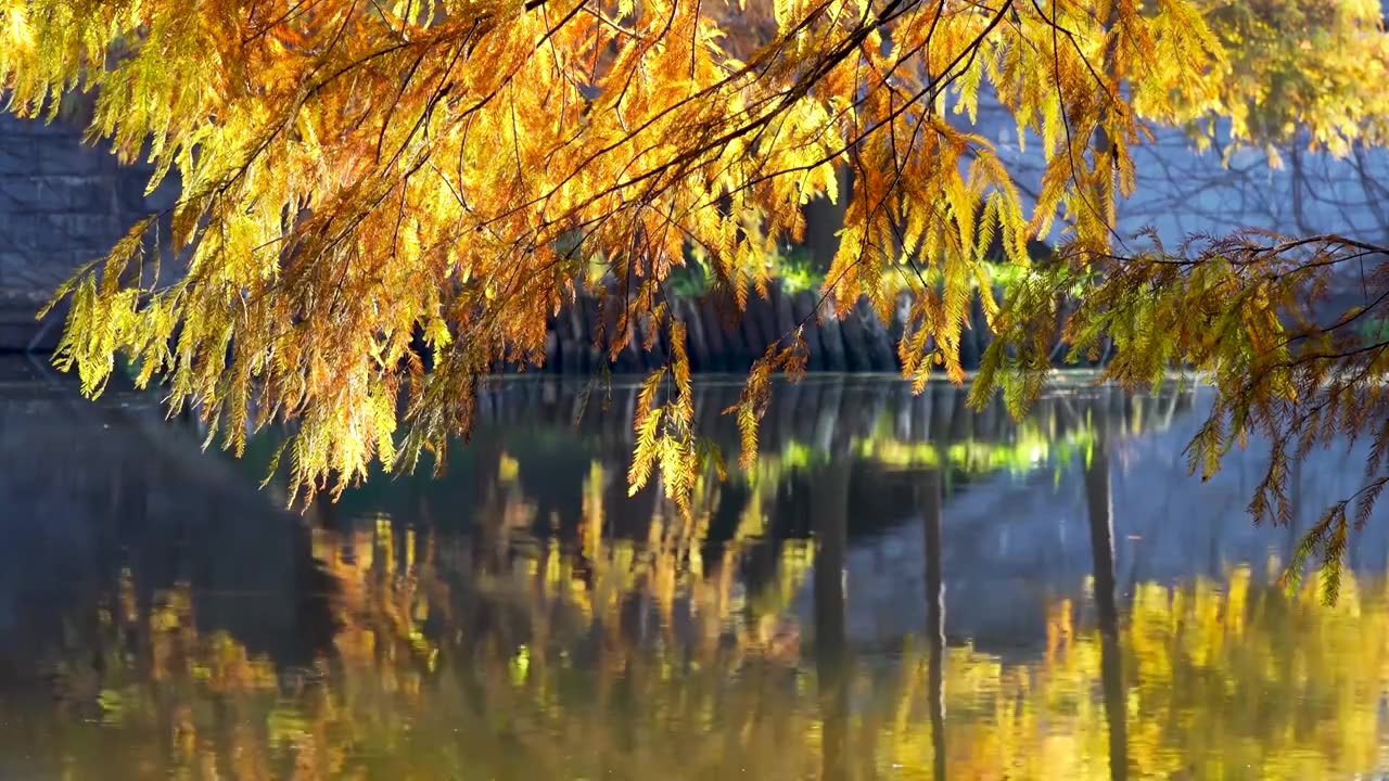 秋天南京燕雀湖落羽杉水杉林波光粼粼的金黄色水中倒影视频下载