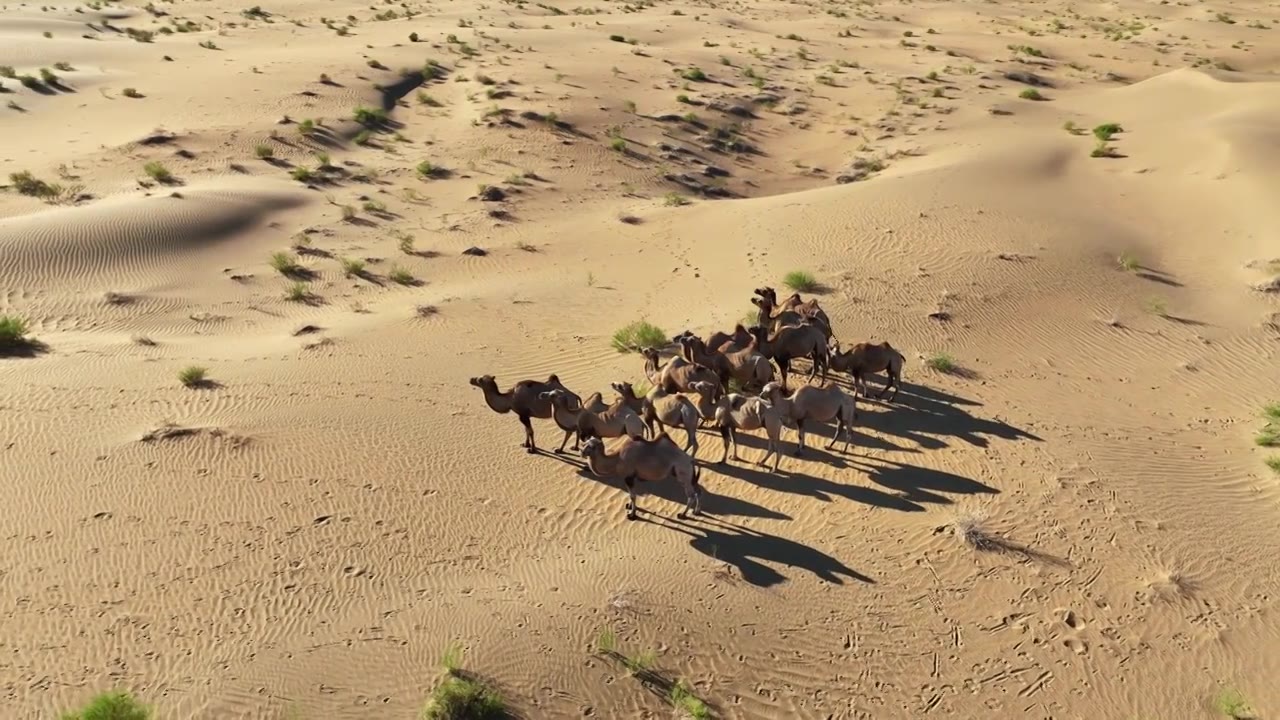 航拍内蒙古阿拉善巴丹吉林沙漠骆驼视频素材