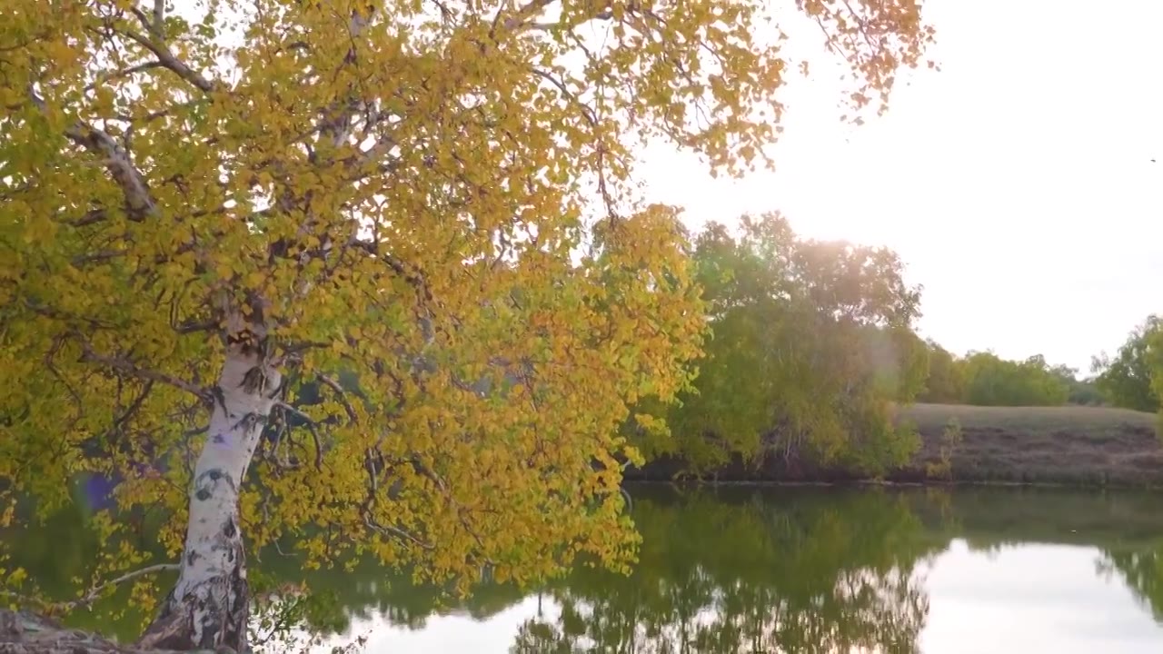 内蒙古乌兰布统公主湖金色秋天风景视频下载