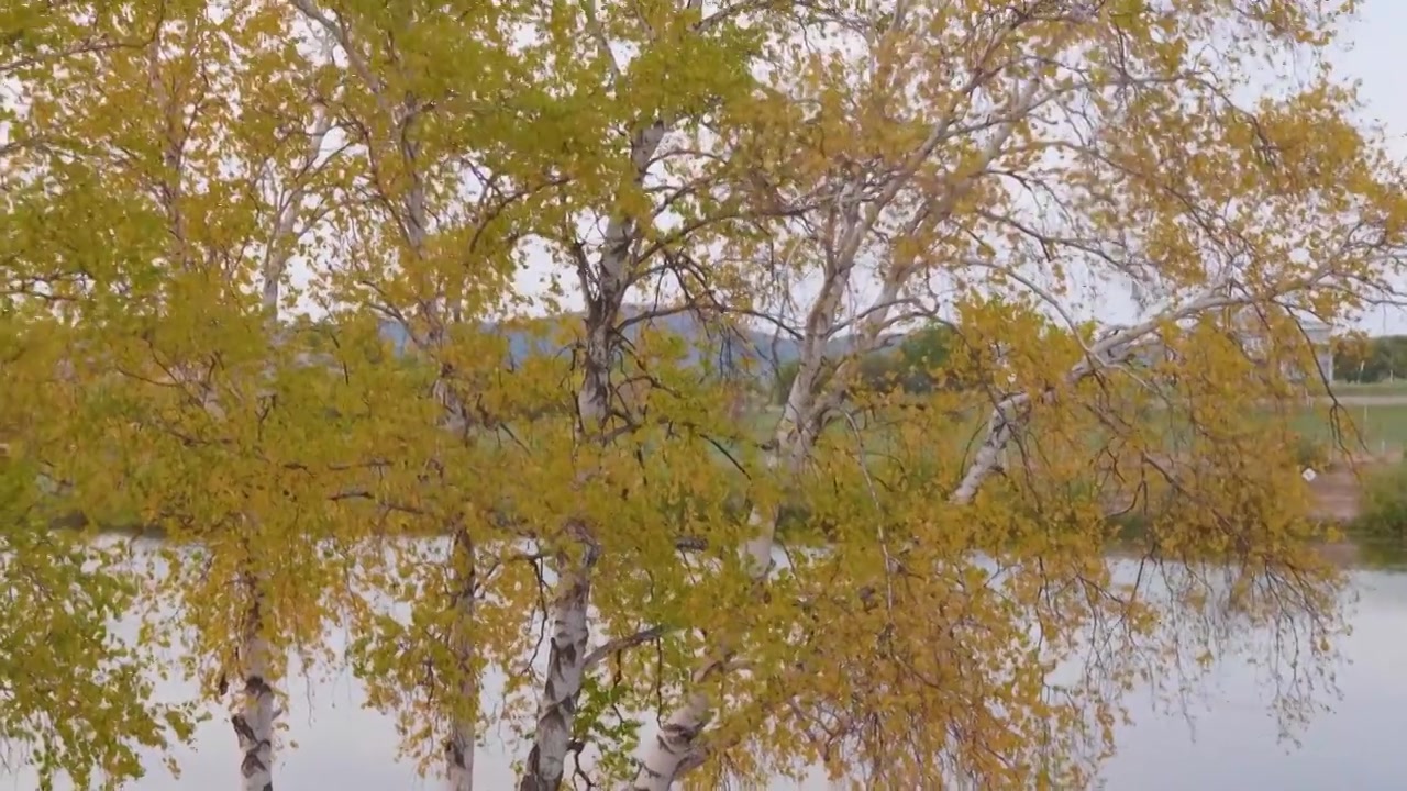 内蒙古乌兰布统公主湖金色秋天风景视频下载