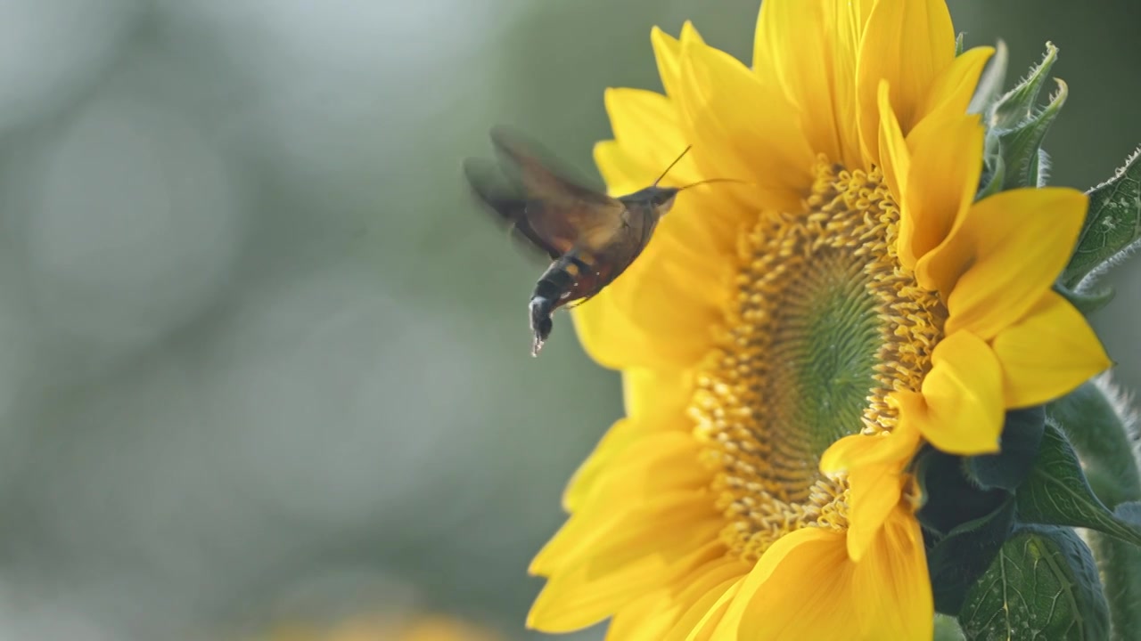 一只蜂鸟鹰蛾正在采摘向日葵花蜜视频下载