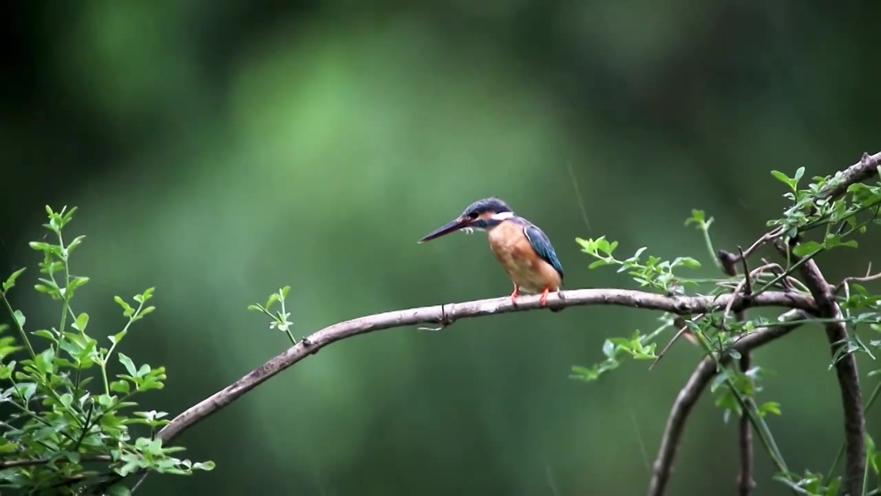下雨天翠鸟栖息在枝头视频下载