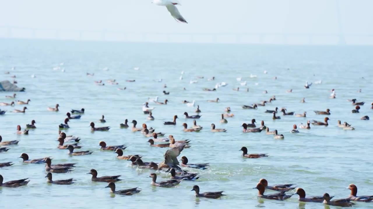 深圳湾公园的赤颈鸭在水里游泳视频下载