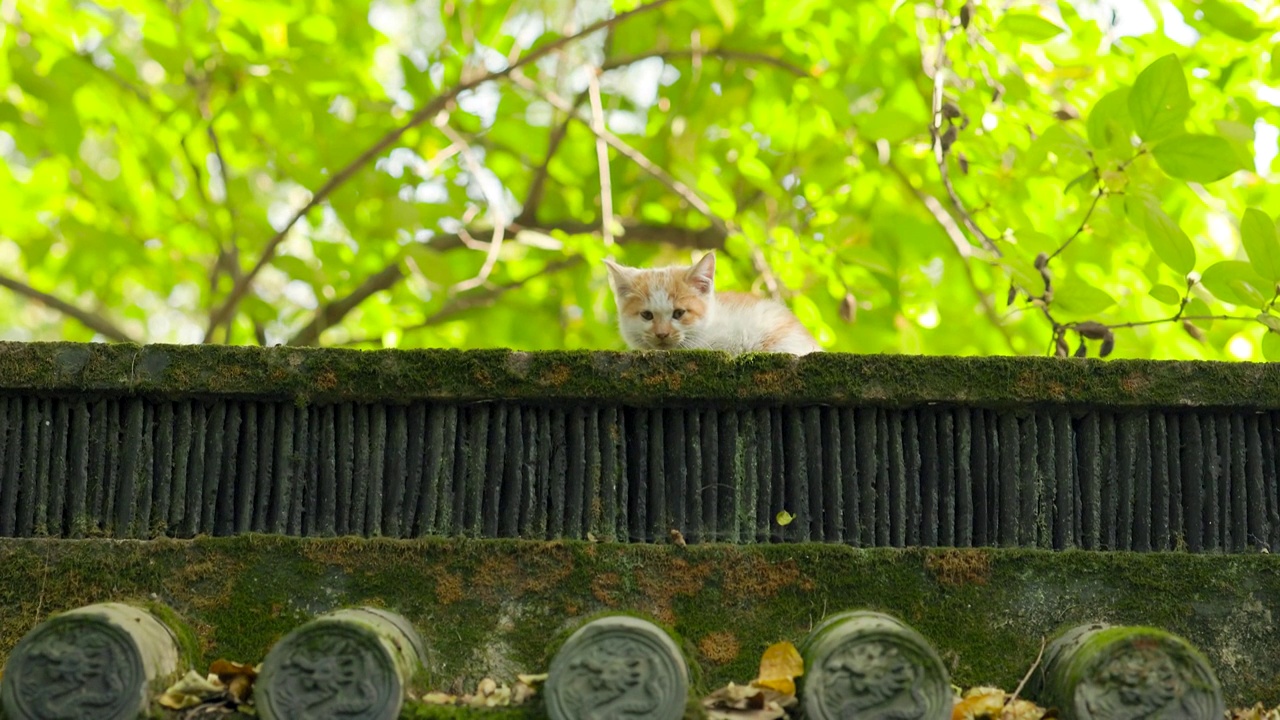 中式古典园林中的猫视频素材