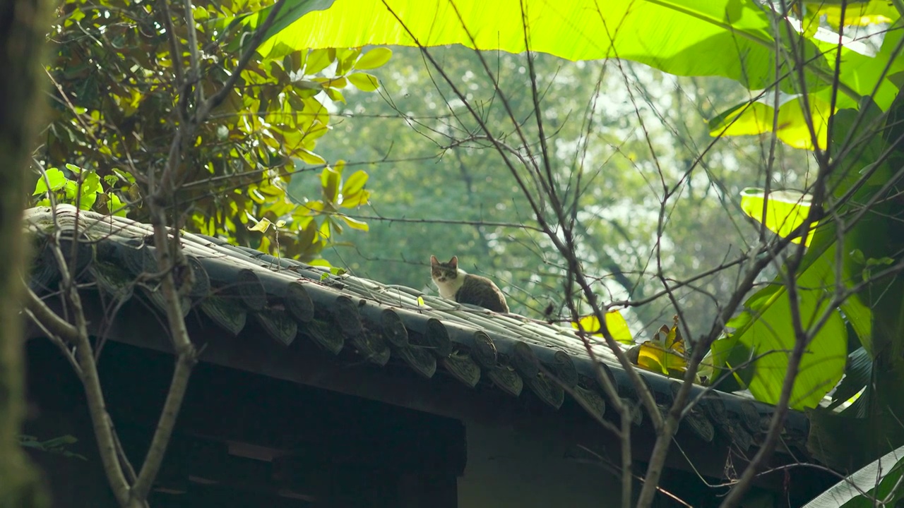 中式古典园林中的猫视频素材