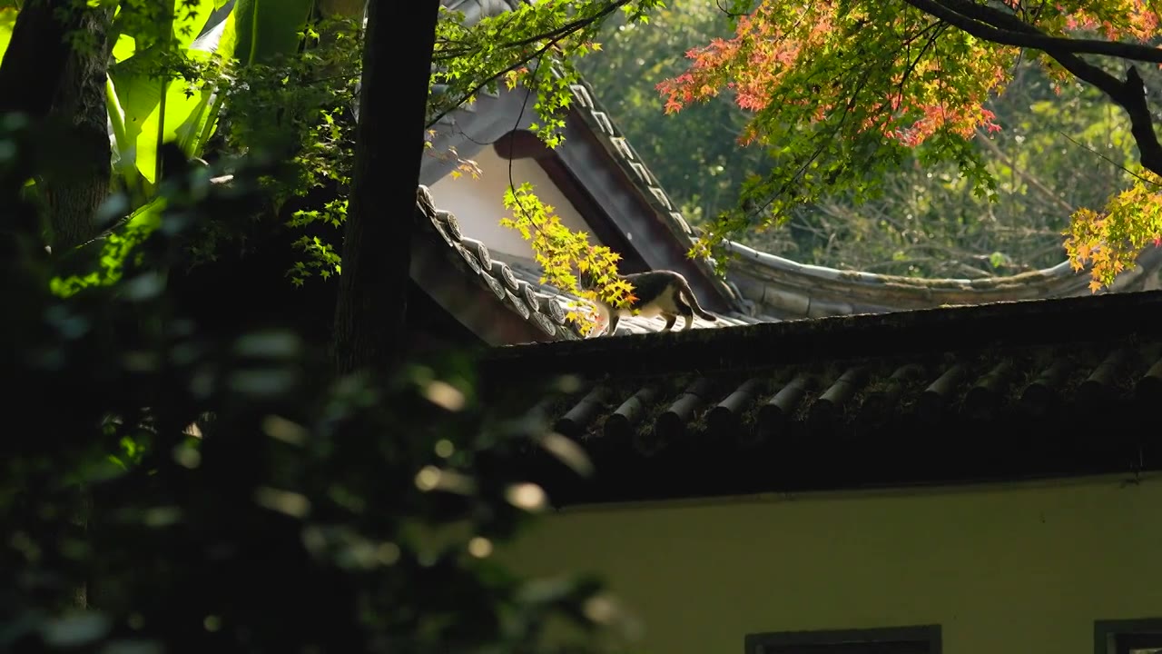 中式古典园林中的猫视频下载