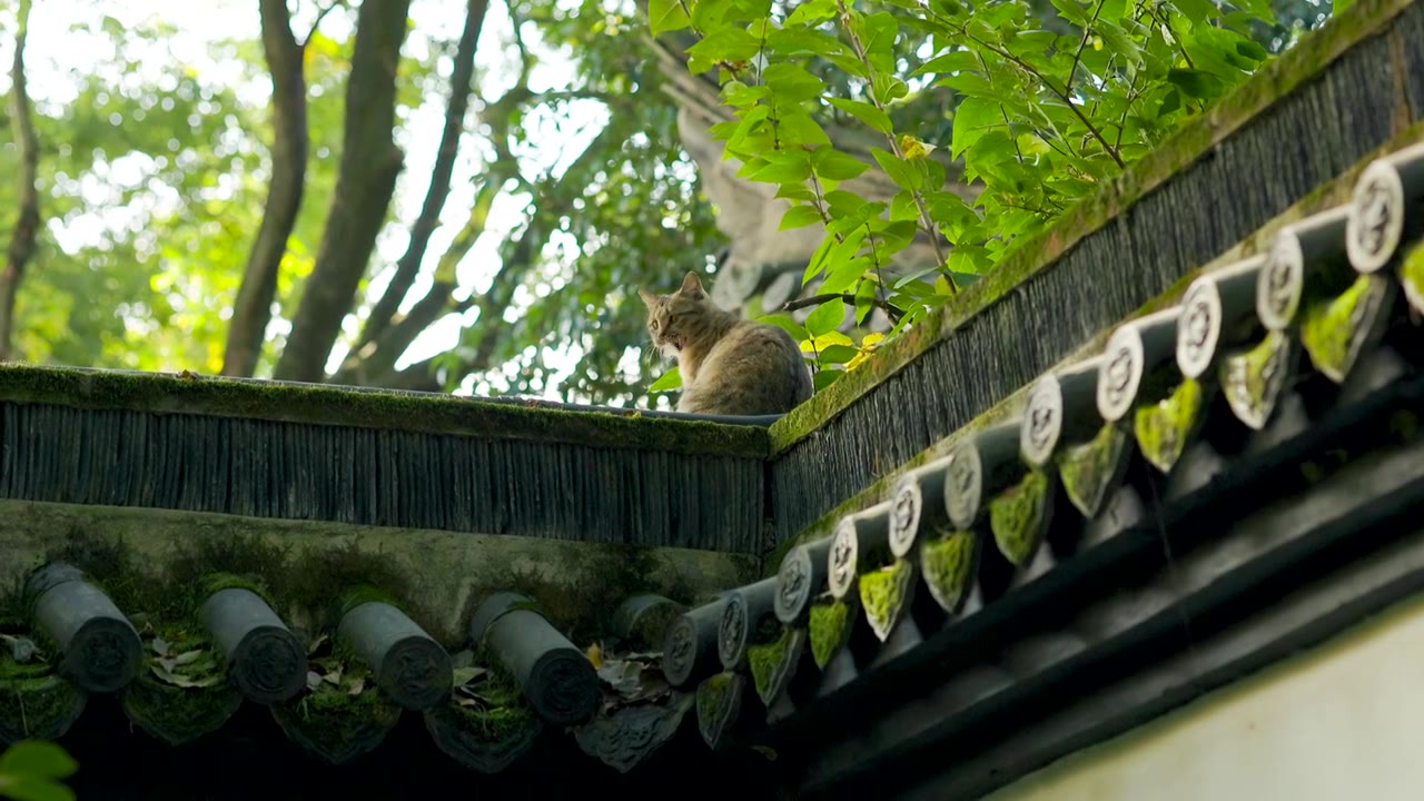 中式古典园林中的猫视频下载