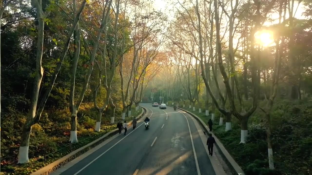 航拍江苏南京陵园路秋天风光视频下载