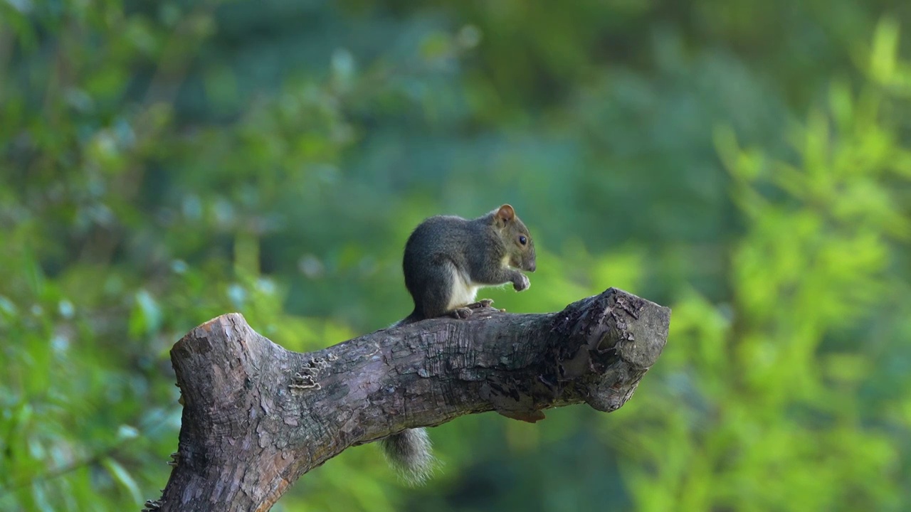 可爱的松鼠在树枝上吃食视频素材