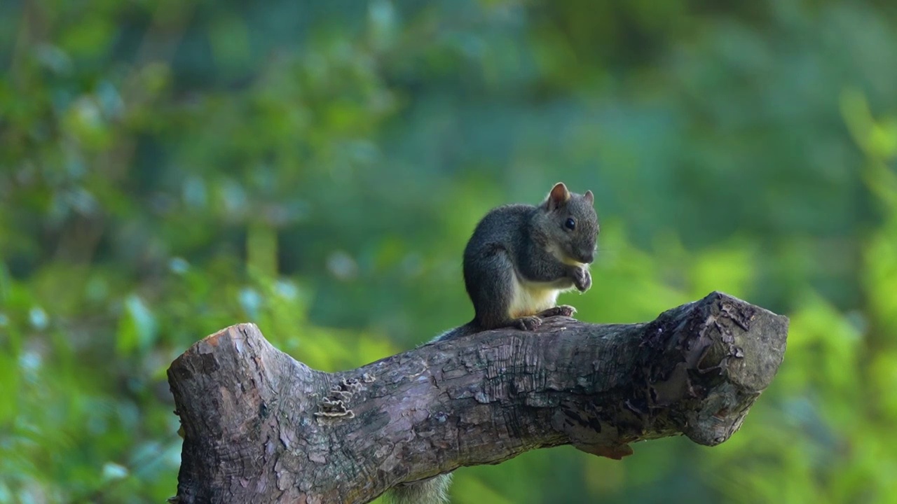 可爱的松鼠在树枝上吃食视频素材