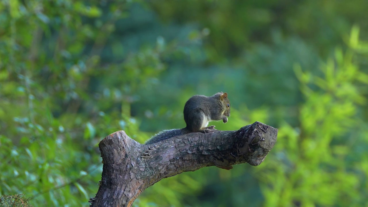 可爱的松鼠在树枝上吃食视频下载
