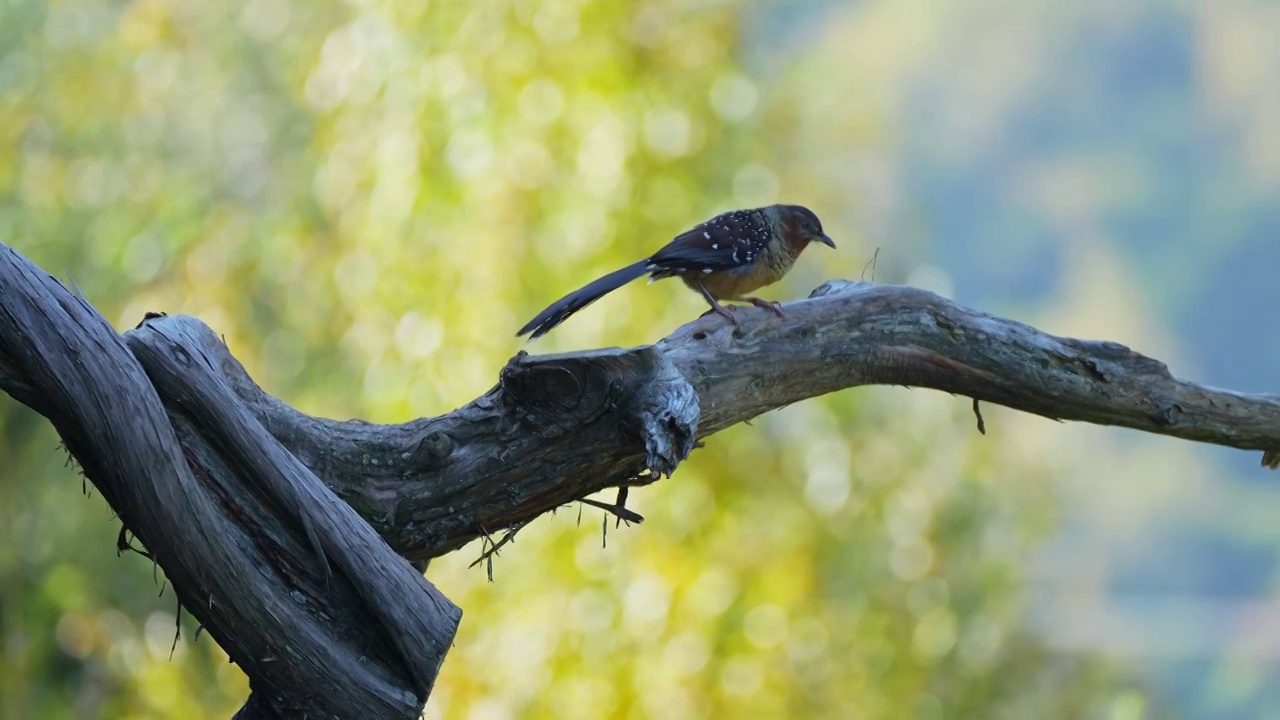 树枝上两只大噪鹛鸟，一只觅食一只东张西望视频素材