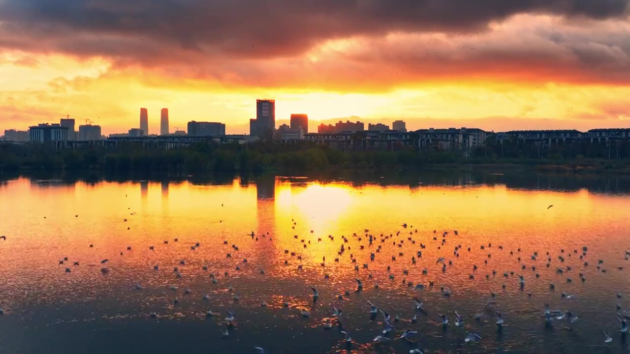 昆明城市日出时草海湿地湖面上的海鸥视频素材