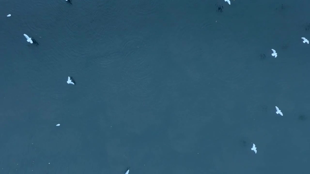 昆明城市日出时草海湿地湖面上的海鸥视频素材