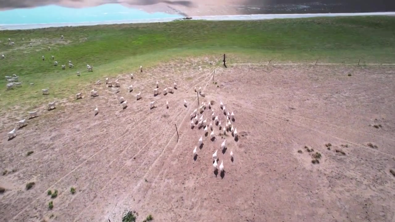 航拍户外沙漠里放牧觅食的骆驼视频素材