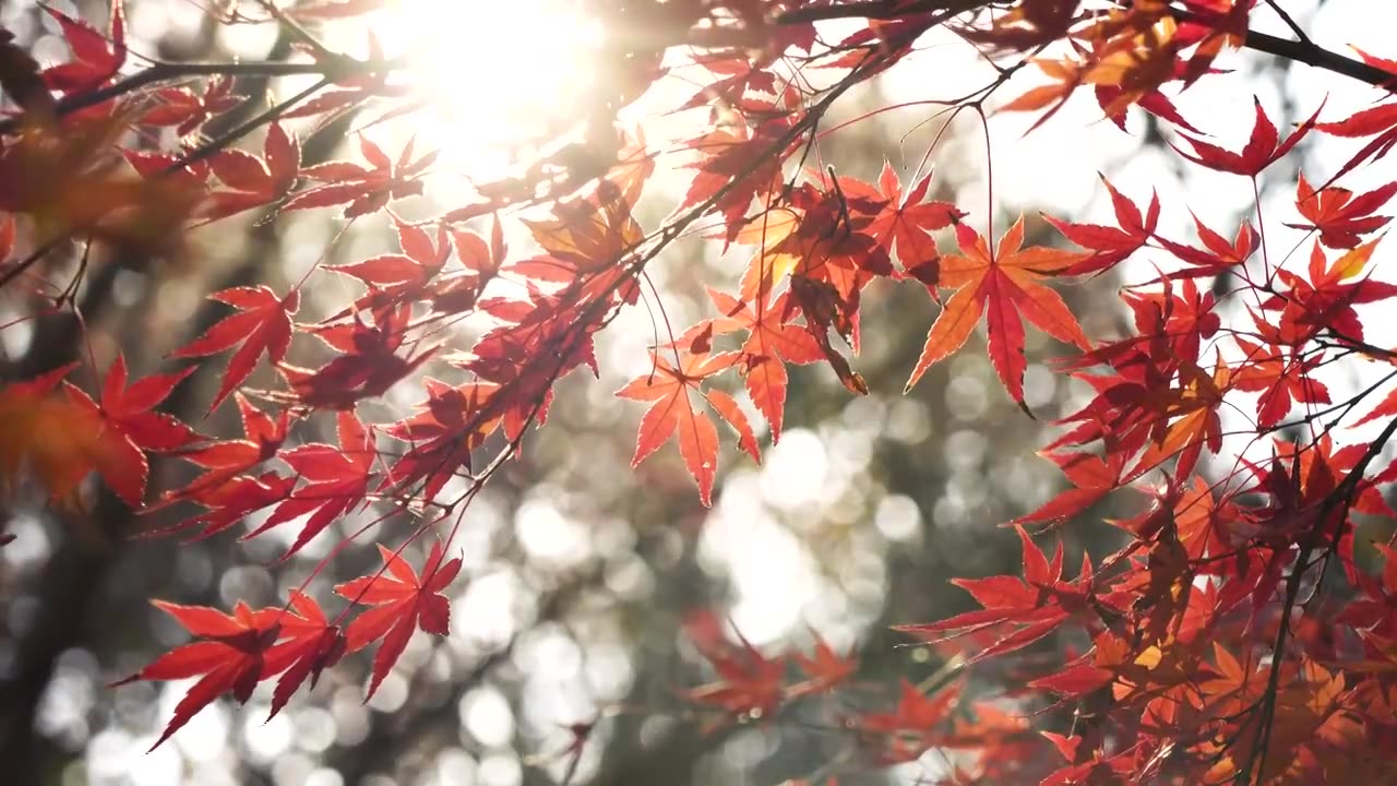秋天逆光下唯美的红枫视频下载