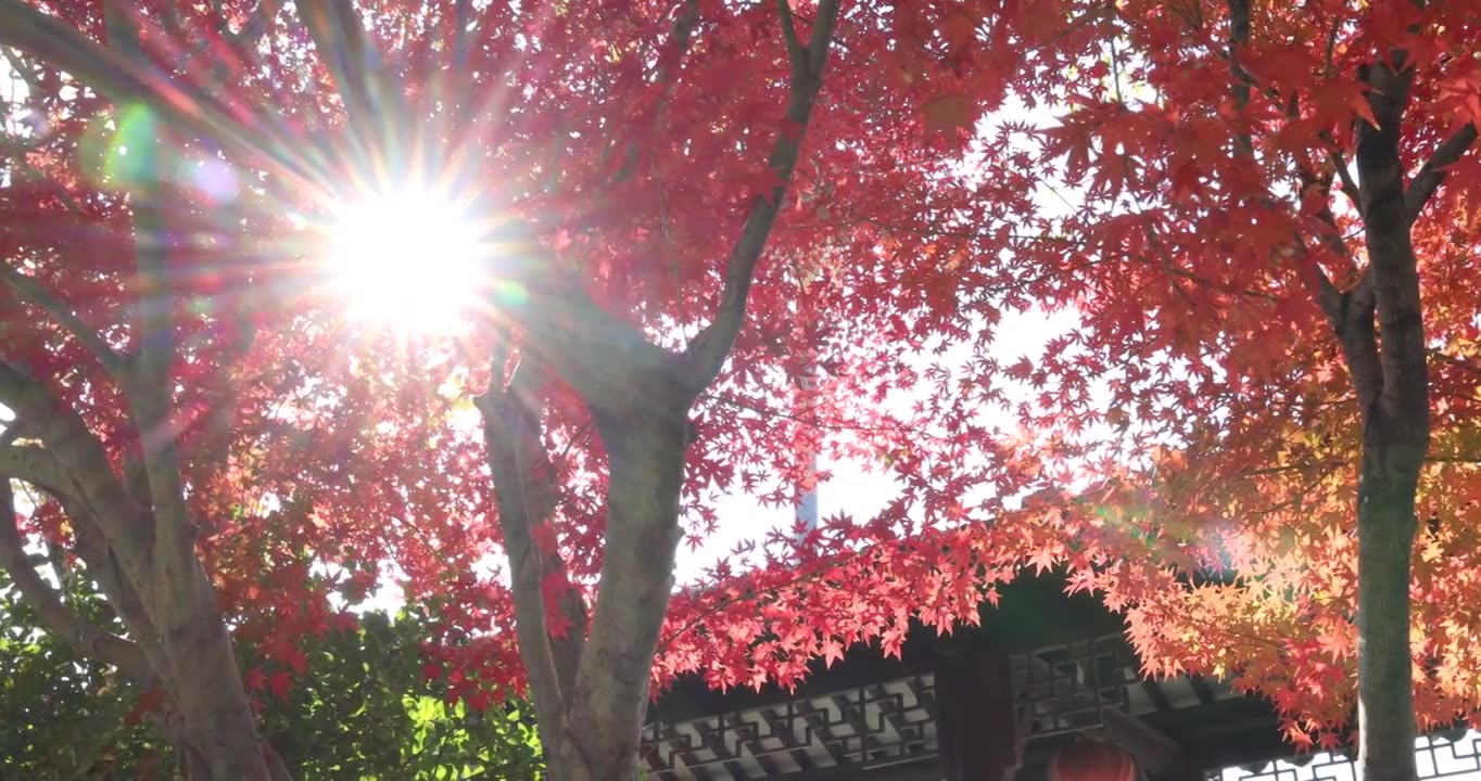 秋天江南古风建筑旁色彩鲜艳的枫叶红叶视频素材