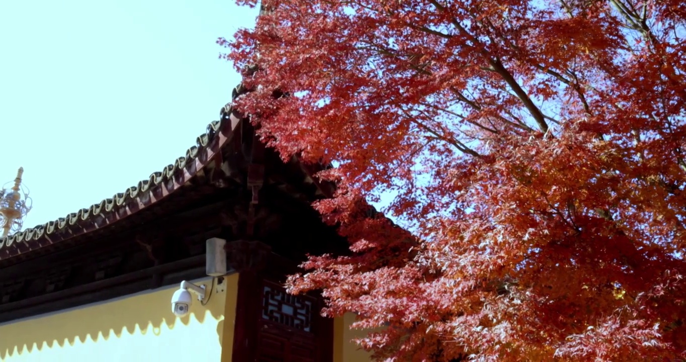 秋天江南古风建筑旁色彩鲜艳的枫叶红叶视频素材
