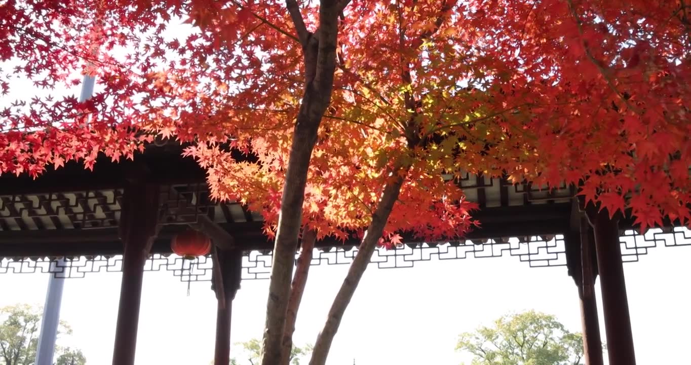 江苏苏州重元寺古风建筑旁色彩鲜艳的枫叶视频素材