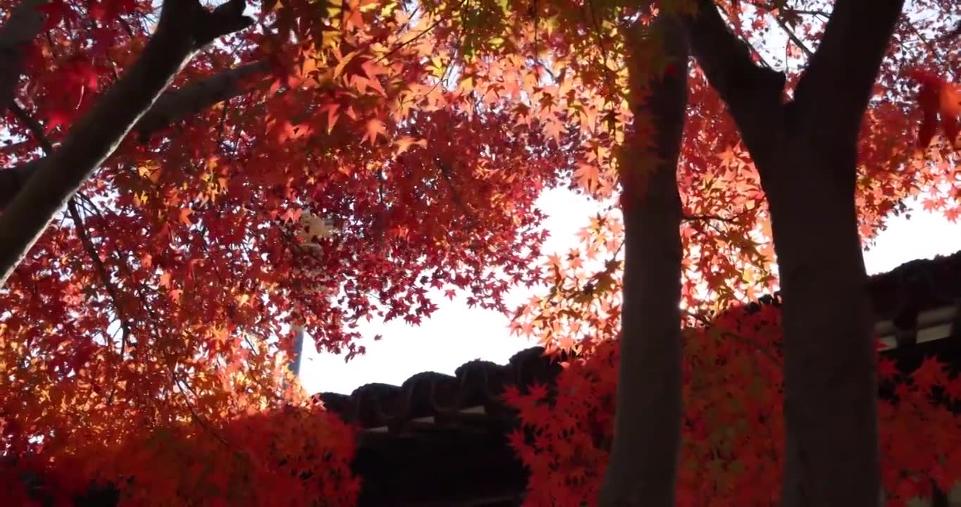 秋天江南古风建筑旁色彩鲜艳的枫叶8K实拍视频素材