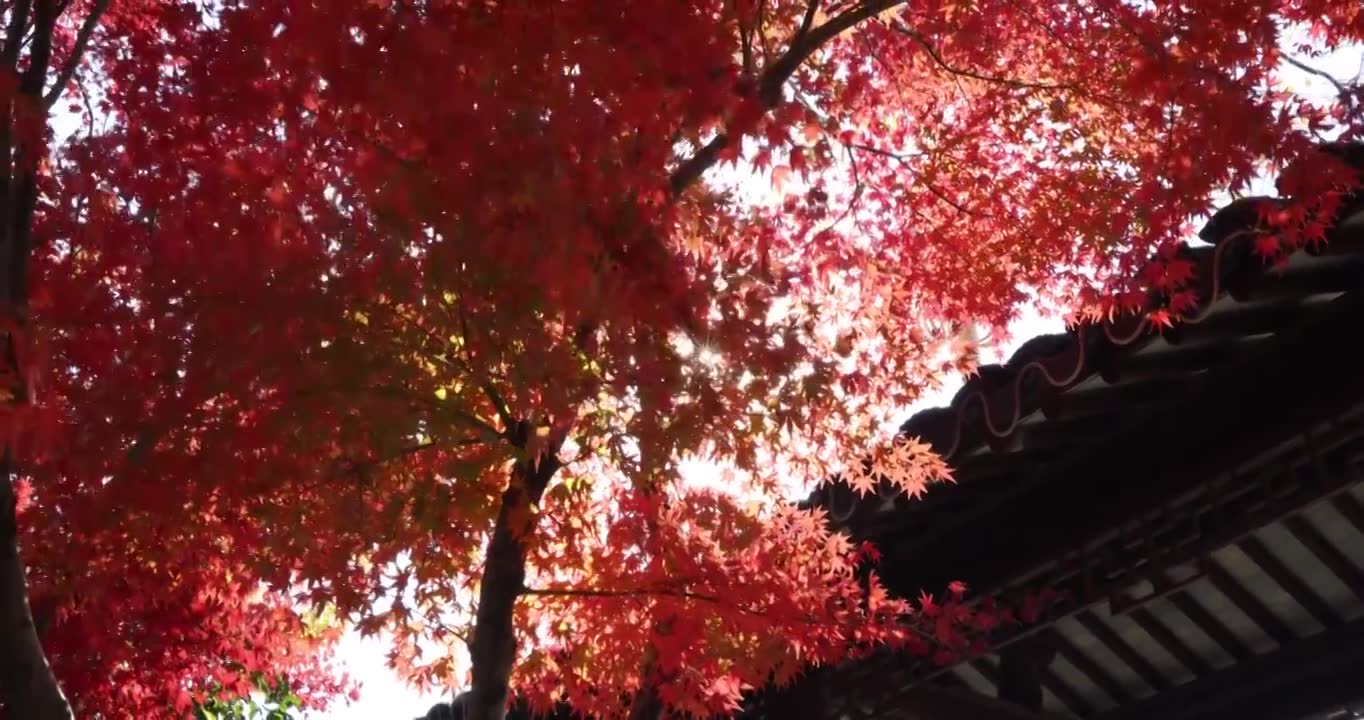 秋天江南古风建筑旁色彩鲜艳的枫叶8K实拍视频素材