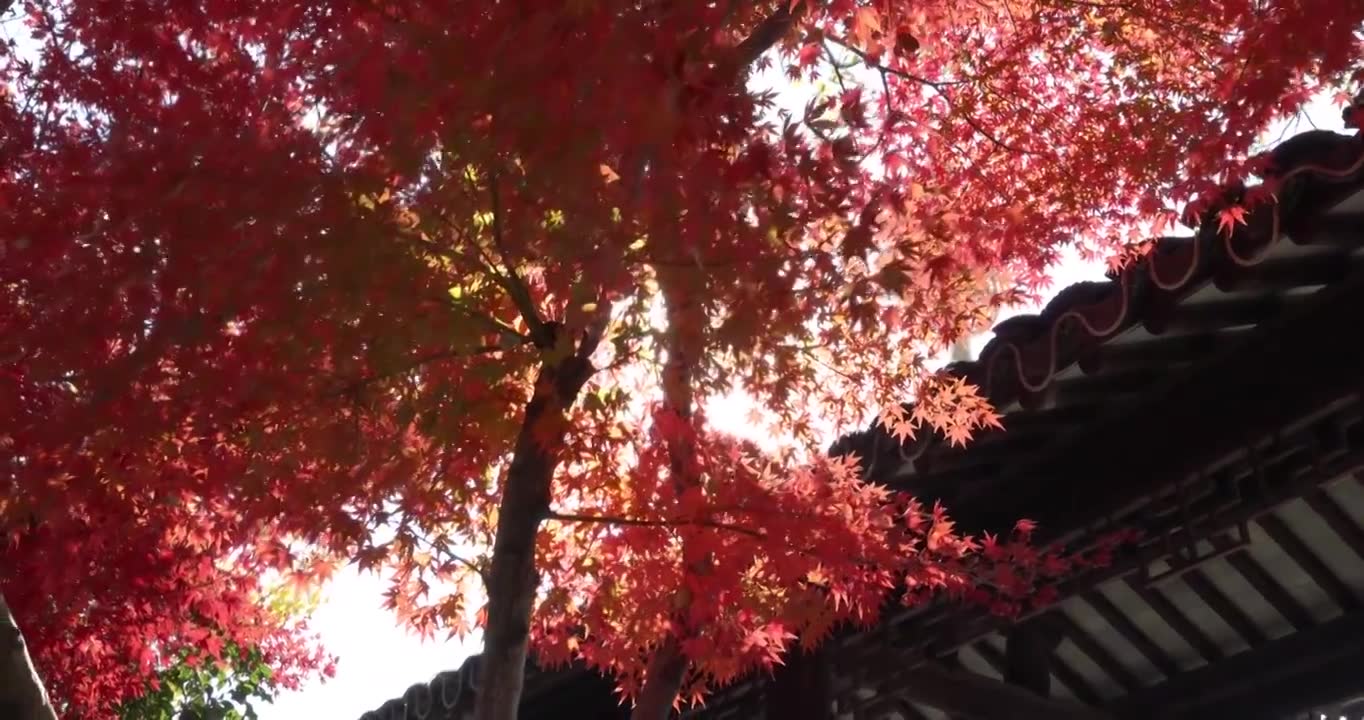 苏州重元寺古风建筑旁色彩鲜艳的唯美枫叶视频素材