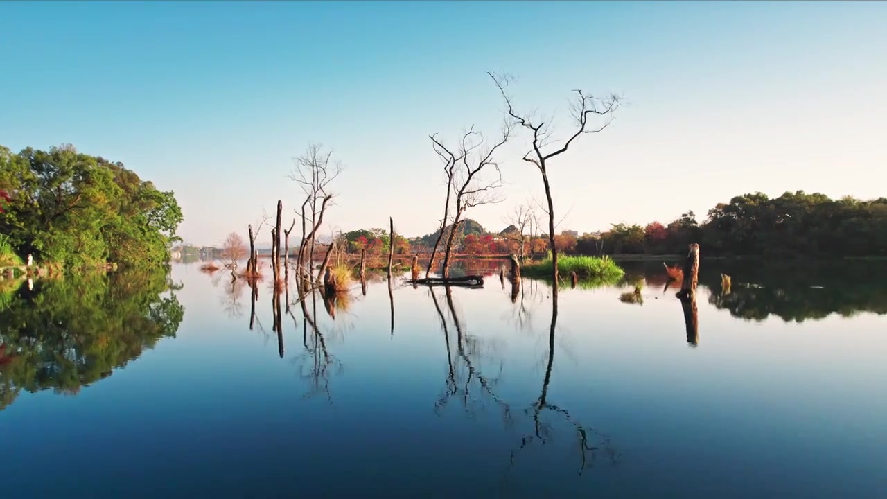 秋季宁静湖面的枯树倒影视频下载