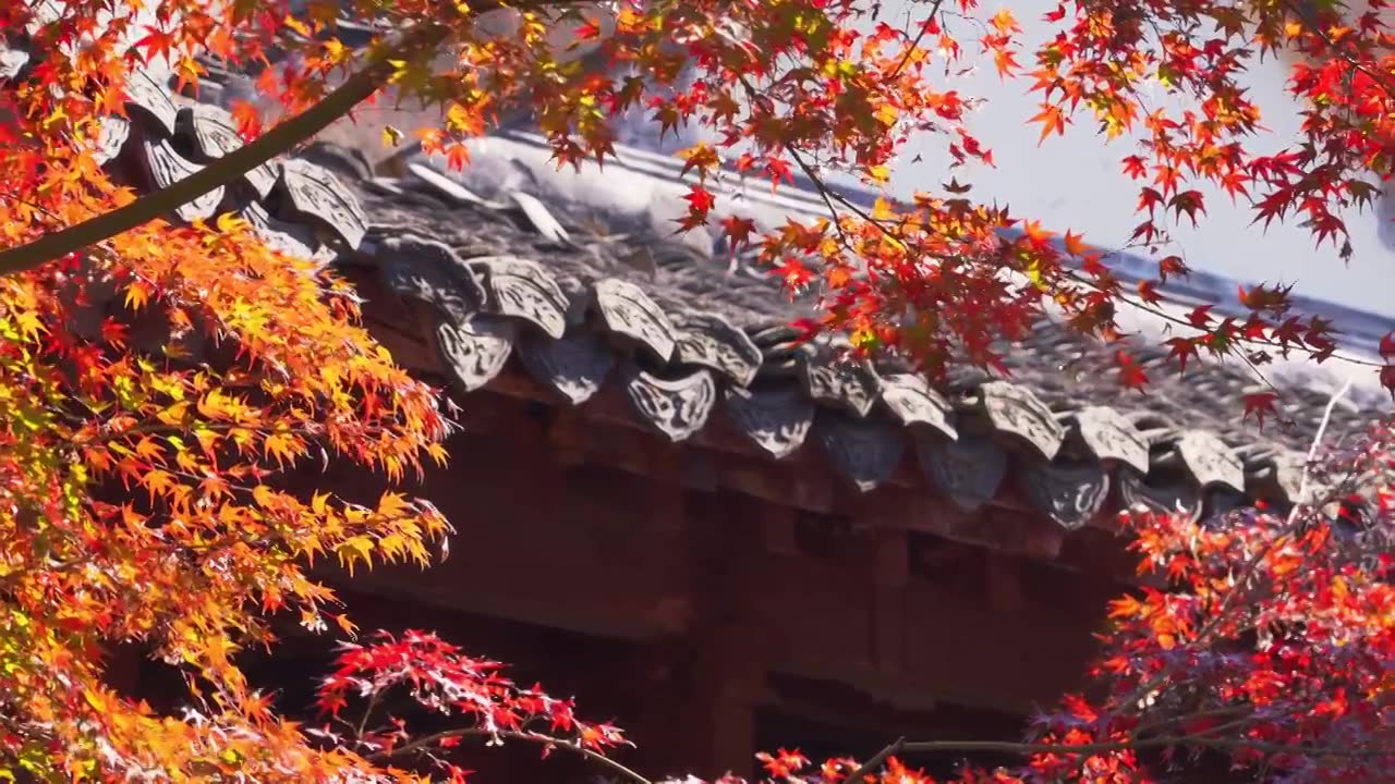 浙江杭州西湖曲院风荷景区秋天自然建筑风景视频下载