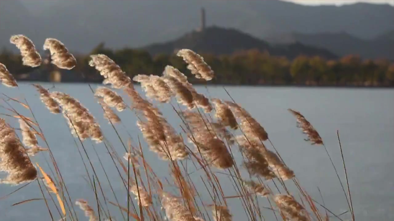 冬日下午时分的颐和园公园随风摇晃的芦苇实时视频视频下载