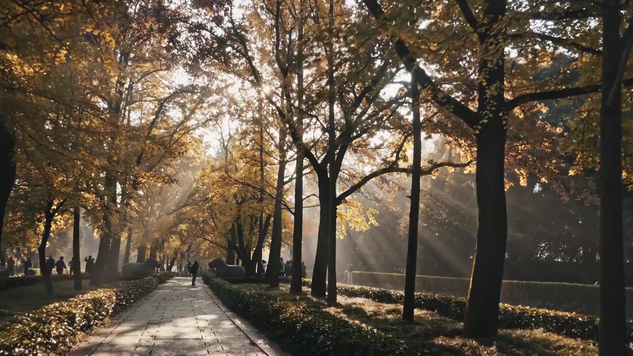 秋季清晨南京石象路上的丁达尔现象视频下载