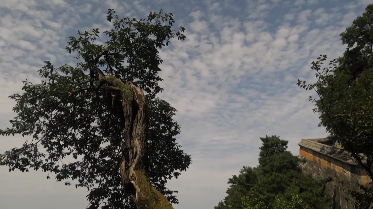 蓝天白云下的武当山古树视频下载