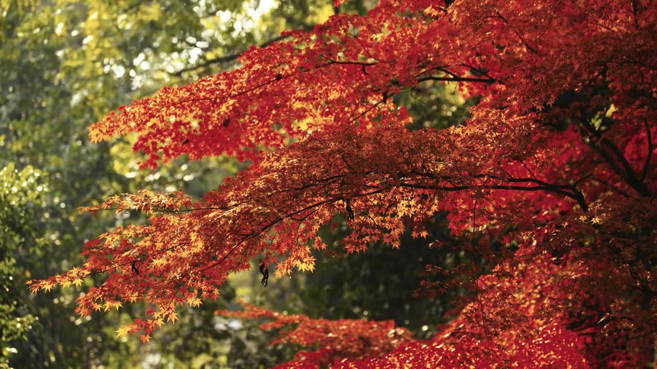 江阴市园林秋色，江南园林秋色，秋天红枫树，枫树，枫叶，红枫视频下载