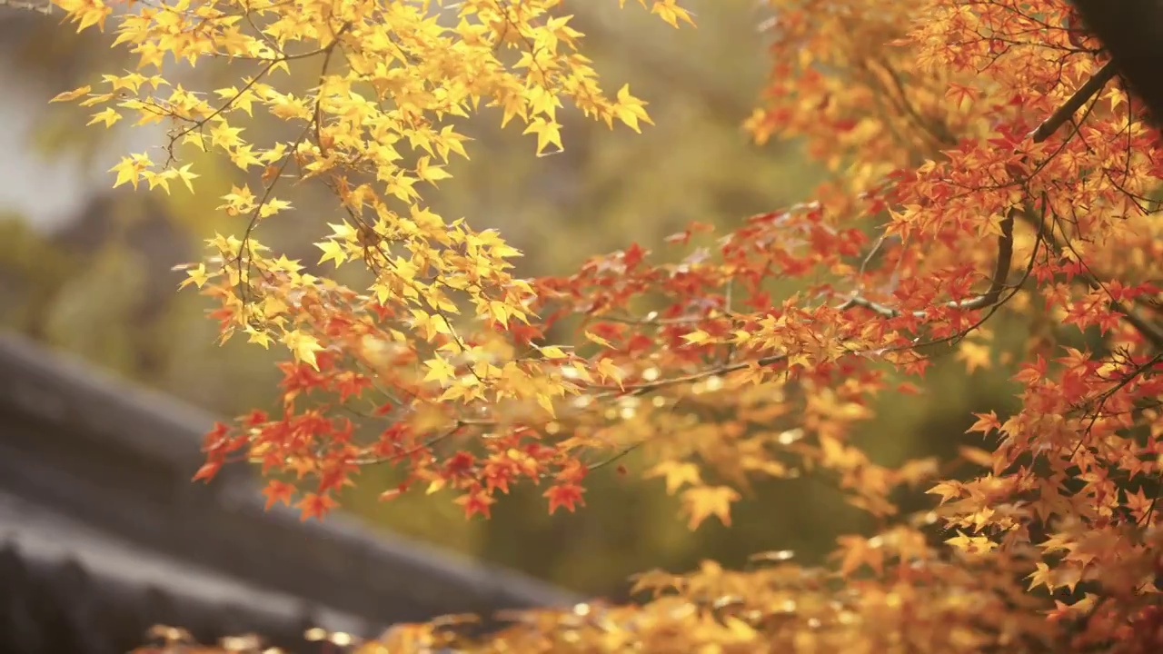 江阴市园林秋色，江南园林秋色，秋天红枫树，枫树，枫叶，红枫视频下载